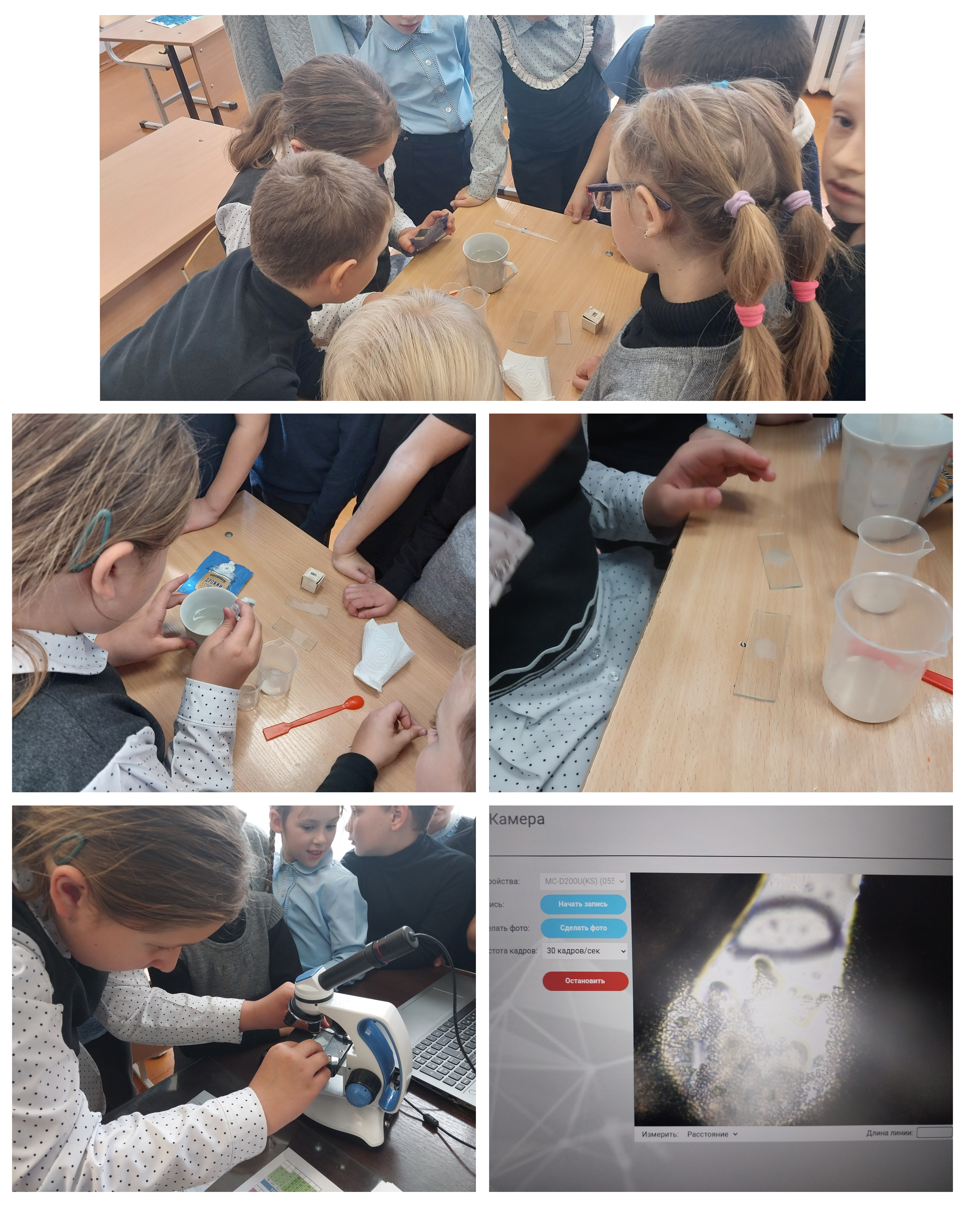 Взаимодействие дрожжей с сахаром Взаимодействие дрожжей с сахаром.